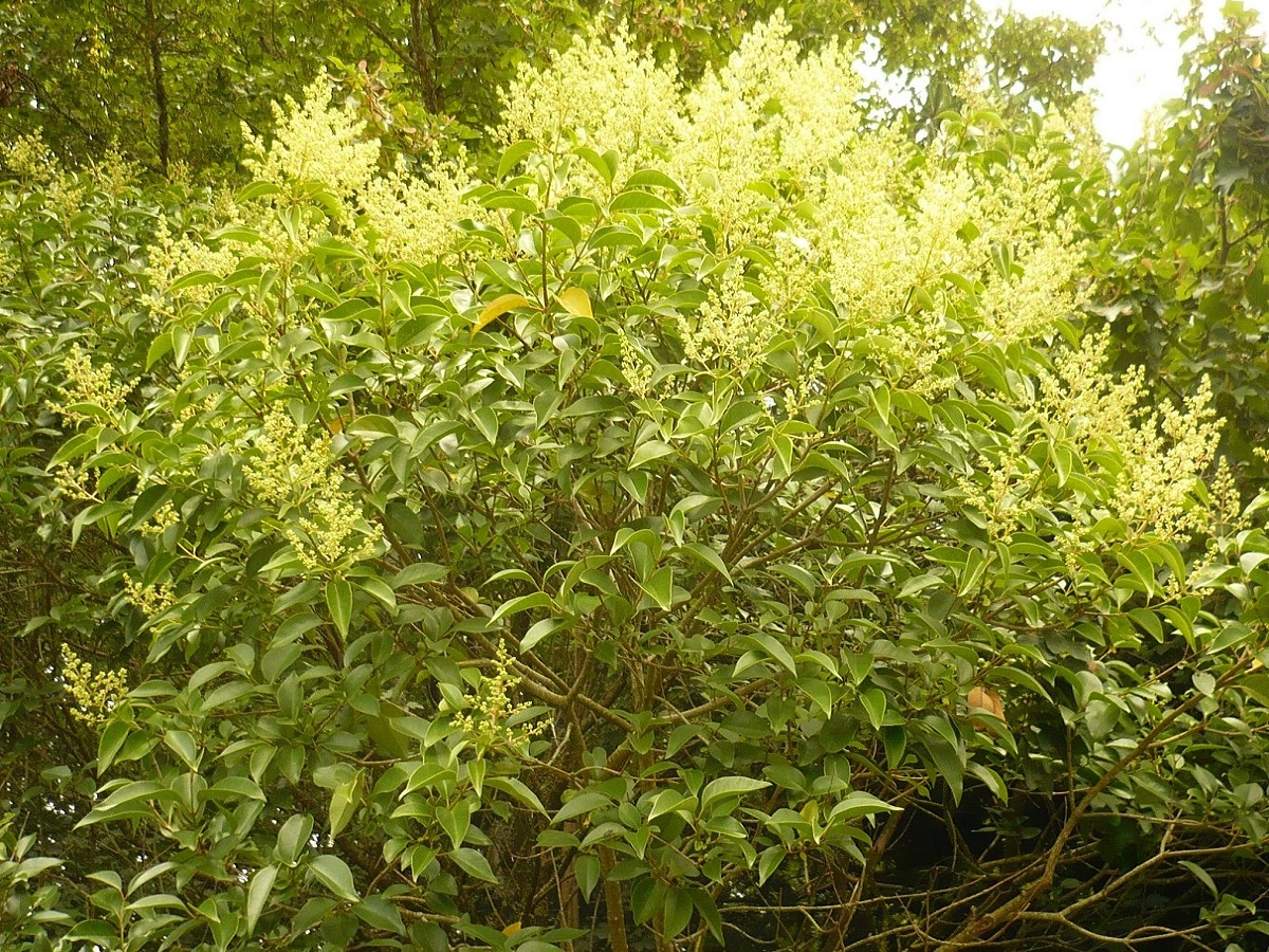 Ligustrum lucidum (Oleaceae)